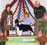 English Springer Spaniel: MBIS MBISS A/C Ch Karmadi's Madam President