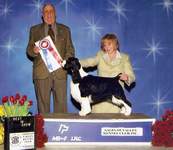 English Springer Spaniel: MBIS MBISS A/C Ch Karmadi's Madam President