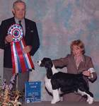 English Springer Spaniel: MBIS MBISS A/C Ch Karmadi's Madam President