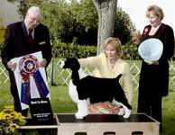 English Springer Spaniel: MBIS MBISS A/C Ch Karmadi's Madam President