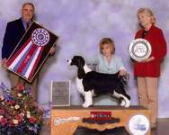 English Springer Spaniel: MBIS MBISS A/C Ch Karmadi's Madam President