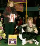 English Springer Spaniel: MBIS MBISS A/C Ch Karmadi's Madam President
