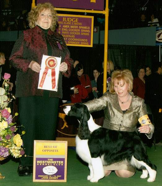 English Springer Spaniel:  MBIS MBISS A/C Ch Karmadi's Madam President
