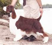 English Springer Spaniel photo: BISS Ch Malysse Halo Masterchief Am/Can CD