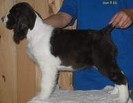 English Springer Spaniel photo: Karmadi's Blue Mandolin