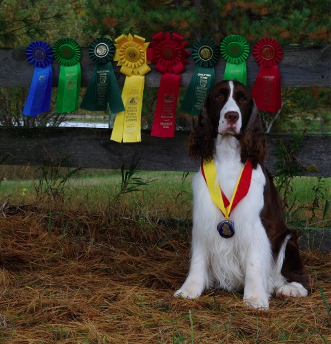 English Springer Spaniel: 'Marker'