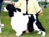 English Springer Spaniel photo:  McGraw