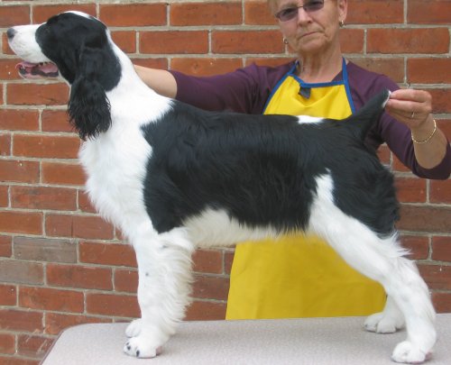 English Springer Spaniel image: Karmadi's Moments 'Monique'