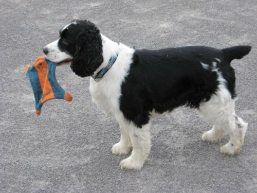 Mr Bingley