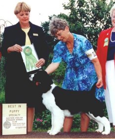 English Springer Spaniel photo:  A/C Ch Karmadi's Ms Bee Haven