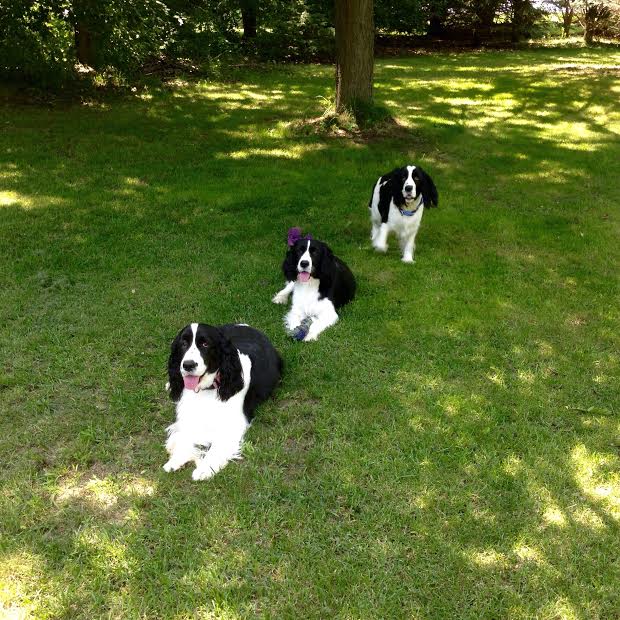 Mya, Jazzy and Abby