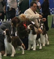 Noah in the ring with his competition at the Chomedey Dog Show