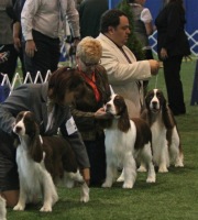 Noah in the ring with his competition at the Chomedey Dog Show