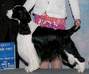 English Springer Spaniel image: A/Ch Pawmarc's Northern Lights