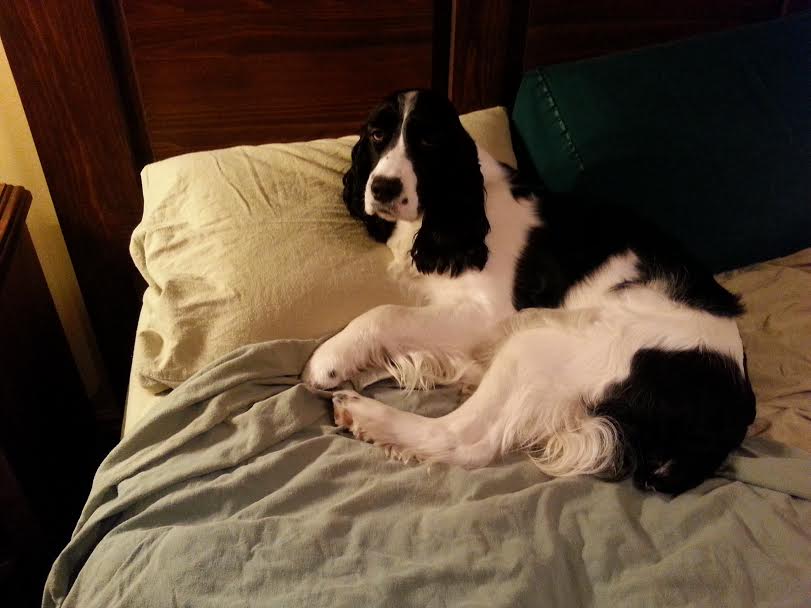 Phoebe