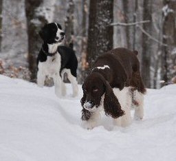 Piper and Pippa