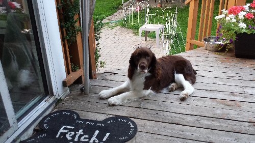 pippa
