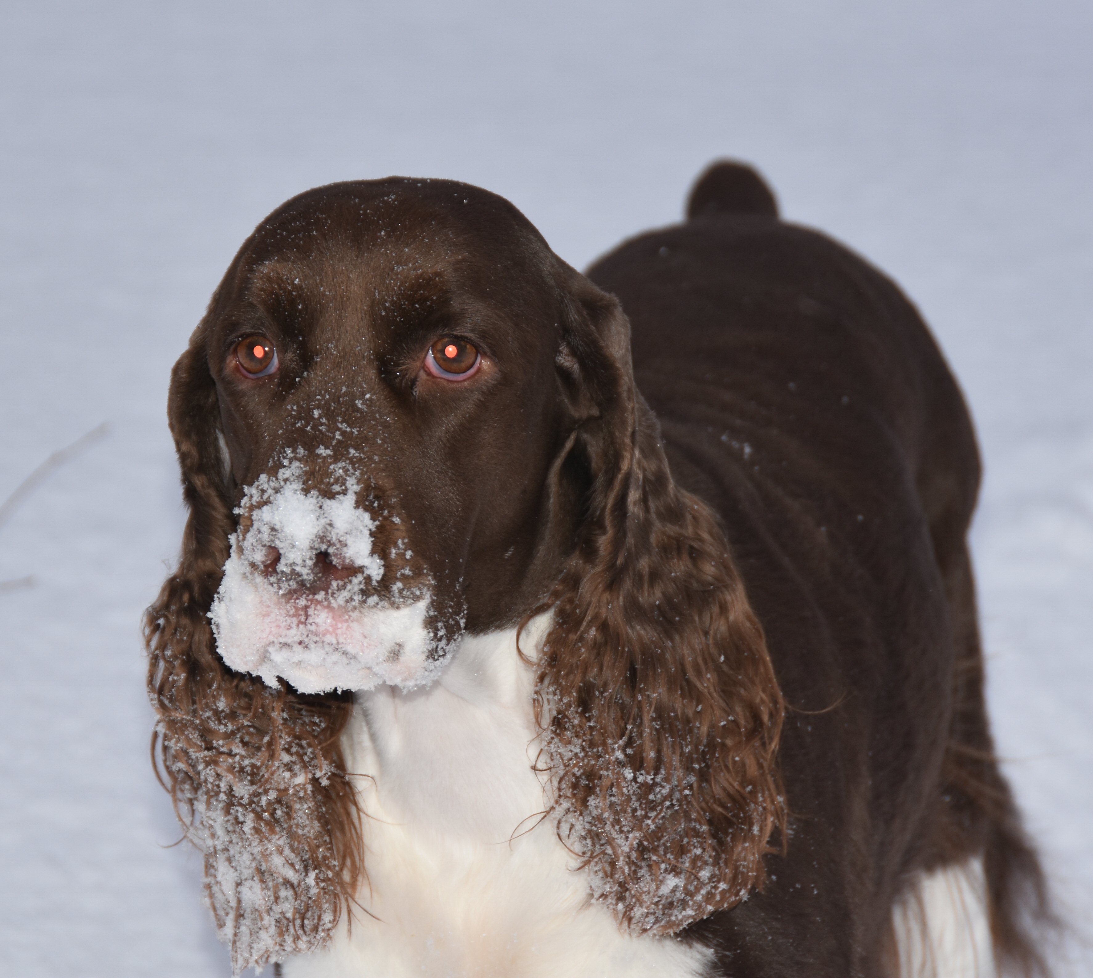 pippa