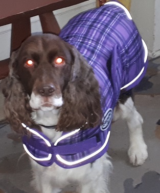Pippa