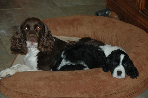 Pippa and Samson