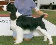 English Springer Spaniel image: Ch Karmadi's Bootlegger