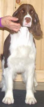 English Springer Spaniel image: Promise