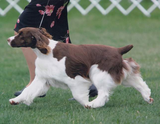Promise at the Eastern English Springer Spaniel Specialty  