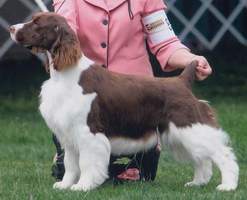 English Springer Spaniel image: Promise