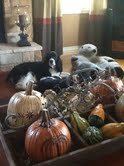 Susie and pumpkins