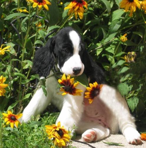 English Springer Spaniel puppy photo:  Karmadi's Rebound