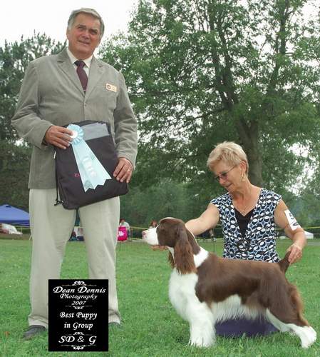 English Springer Spaniel image: Karmadi's Butterly Kisses 'Remington'