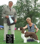 English Springer Spaniel image: 'Remington'