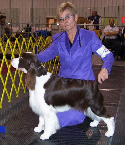 English Springer Spaniel image: 'Remington'