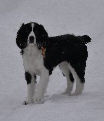 Roxie