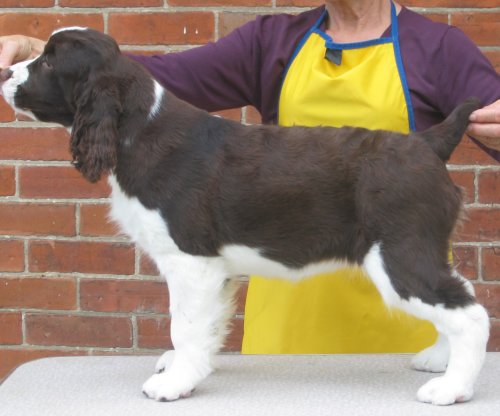 English Springer Spaniel image: Karmadi's Better Be Goode 'Ruthi'