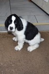 Rylee