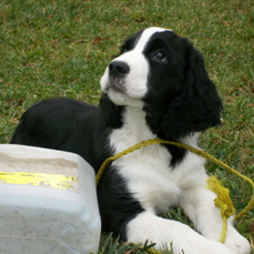 Sammy