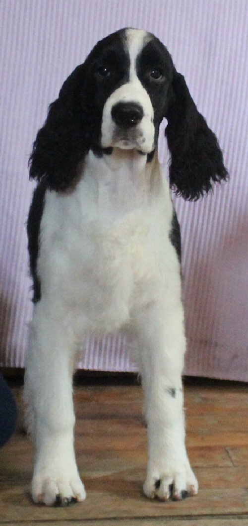Samson