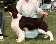 English Springer Spaniel photo: Ch Karmadi's Second Choice CD
