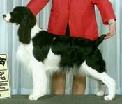 English Springer Spaniel photo: Shania