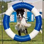 English Springer Spaniel image: Shaylie