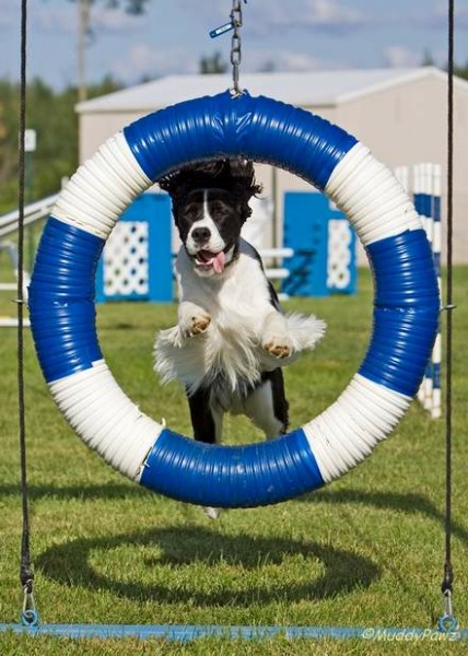 English Springer Spaniel photo: Karmadi Shania's Girl Shaylie ADC (AAC), SGDC (AAC), AGN (CKC)