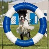 English Springer Spaniel image: Shaylie