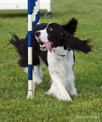English Springer Spaniel photo: Karmadi Shania's Girl Shaylie ADC (AAC), SGDC (AAC), AGN (CKC)