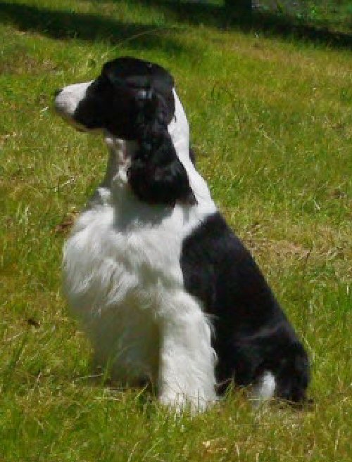 Mya
