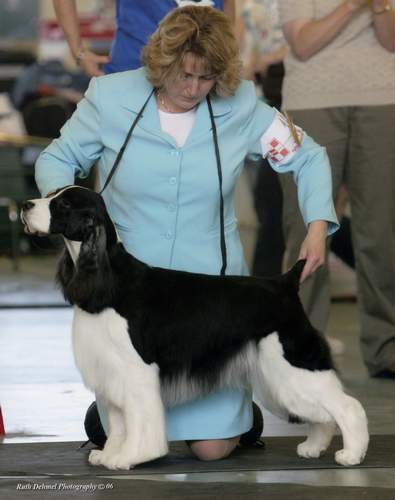English Springer Spaniel image:  Ch Springbrook's Black Magic 'Carter'