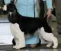 English Springer Spaniel image: Ch Springbrook Black Magic
