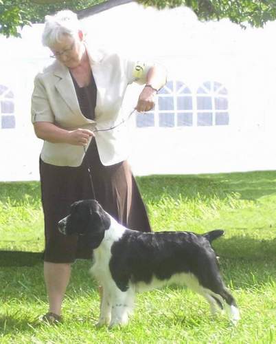 English Springer Spaniel Karmadi's Rose Garden 'Summer' at the English Springer Spaniel National Specialty; owner handled by Carol Chatland.