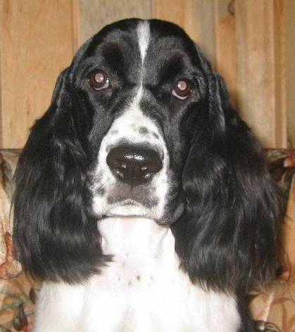 English Springer Spaniel photo; Karmadi's Rose Garden 'Summer'