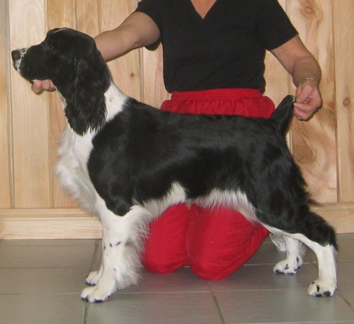 English Springer Spaniel photo; Karmadi's Rose Garden 'Summer'